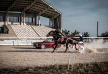 De la cal, la cai putere -Hipodromul Ploiești, 22-23 iulie 2023