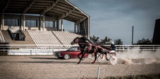 De la cal, la cai putere -Hipodromul Ploiești, 22-23 iulie 2023